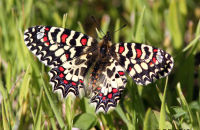 Spanish Festoon (Zerynthia rumina)