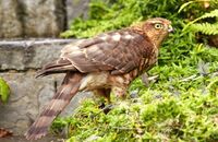 Sparrowhawk (Accipiter nisus) 4