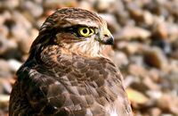 Sparrowhawk (Accipiter nisus) 5