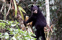 Spectacled Bear (Tremarctos ornatus)