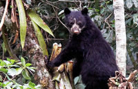 Spectacled Bear (Tremarctos ornatus)