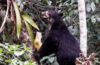 Spectacled Bear (Tremarctos ornatus)