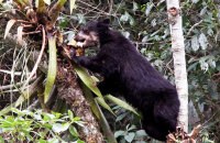 Spectacled Bear (Tremarctos ornatus)