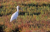 Spoonbill on Stiffkey Marsh (Platalea leucorodia)
