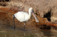 European Spoonbill (Platalea leucorodia)