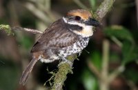 Spotted Puffbird (Bucco tamatia)