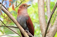 Squirrel Cuckoo (Piaya cayana)