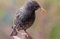 Starling (Sturnus vulgaris) 1