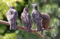 Starling family (Sturnus vulgaris) 2