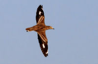 Stone Curlew (Burhinus oedicnemus)
