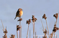 Stonechat (Saxicola torquatus)