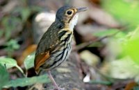 Streak-chested Antpitta (Hylopezus perspicillatus)