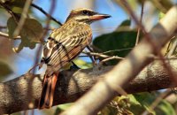 Streaked Flycatcher (Myiodynastes maculatus)