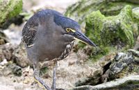 Striated Heron (Butorides striatus)