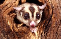 (ii) Sugar Glider (Petaurus breviceps)