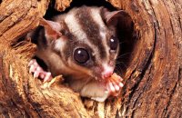 (iii) Sugar Glider (Petaurus breviceps)