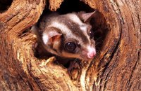 (iv) Sugar Glider (Petaurus breviceps)