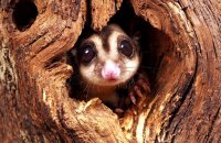 (i) Sugar Glider (Petaurus breviceps)