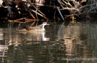 Sungrebe (Heliornis fulica)