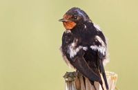 Swallow (Hirundo rustica)