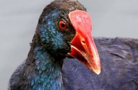 Purple Swamphen (Porphyrio porphyrio) 1