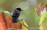 Tawny-crested Tanager (Tachyphonus delatrii)