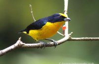 Thick-billed Euphonia (Euphonia lanirostris) male