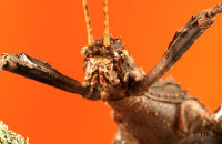 (ii) Giant Spiny (Thorny) Stick Insect (Eurycantha Calcarata)