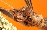 (iii) Giant Spiny (Thorny) Stick Insect (Eurycantha Calcarata)