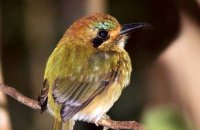 Tody Motmot (Hylomanes momotula) 1