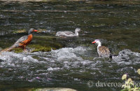 Torrent Duck family (Merganetta armata)