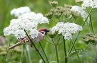 Tree Sparrow (Passer montanus) 1