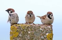 Tree Sparrows (Passer montanus) 2