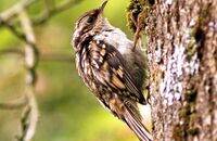 Treeceeper fledgling (Certhia familiaris) 2