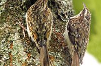 Treeceeper fledglings (Certhia familiaris) 2