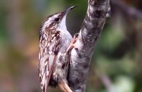 Eurasian Treecreeper (Certhia familiaris)