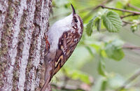 Treecreeper (Certhia familiaris) 1