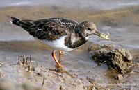 Turnstone (Arenaria interpres) 2. Catching small crabs