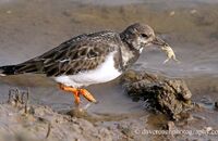 Turnstone (Arenaria interpres) 3. Catching small crabs