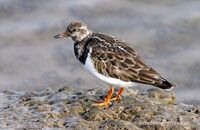 Turnstone (Arenaria interpres) 1. Foraging at Titchwell Marsh