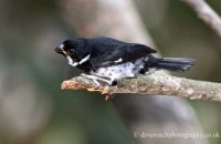 Variable Seedeater (Sporophila americana) male