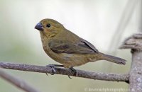 Variable Seedeater (Sporophila americana) female