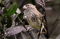 Vegetarian Finch (Platyspiza crassirostris)