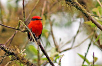 Vermillion Flycatcher (Pyrocephalus rubinus)