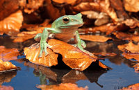 Vietnamese Blue (Gliding) Tree Frog (Polypedates dennysii) 1