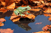 Vietnamese Blue (Gliding) Tree Frog (Polypedates dennysii) 2