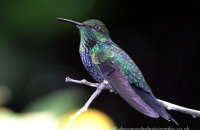 Violet-throated Starfrontlet (Coeligena violifer)