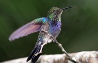 Violet-throated Starfrontlet (Coeligena violifer)