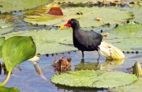 Wattled Jacana (Jacana jacana)