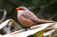 Common Waxbill (Estrilda astrild) 2